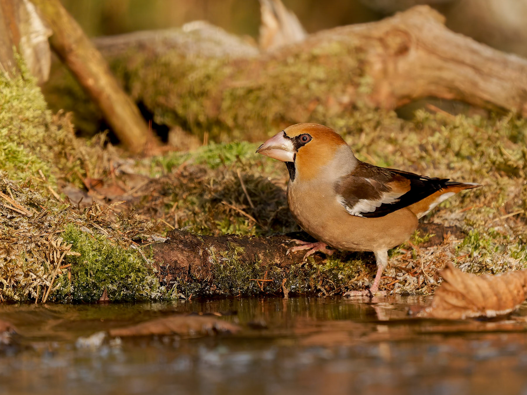 Bullfinch in sunlight