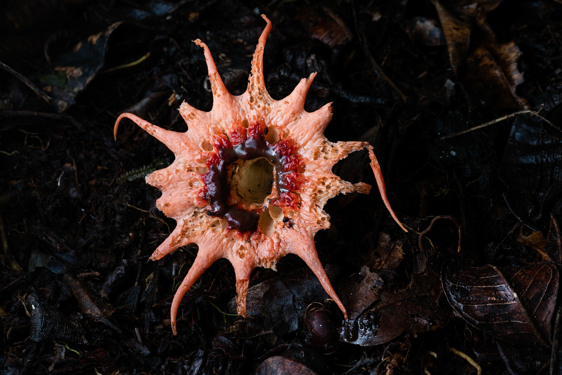 Starfish Fungi (Aseroë rubra)