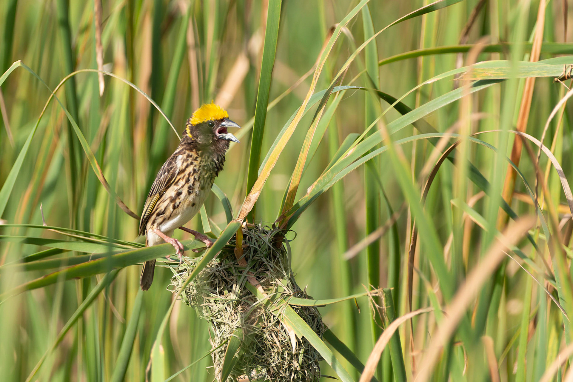Streaked Weaver (Placeus manyar)