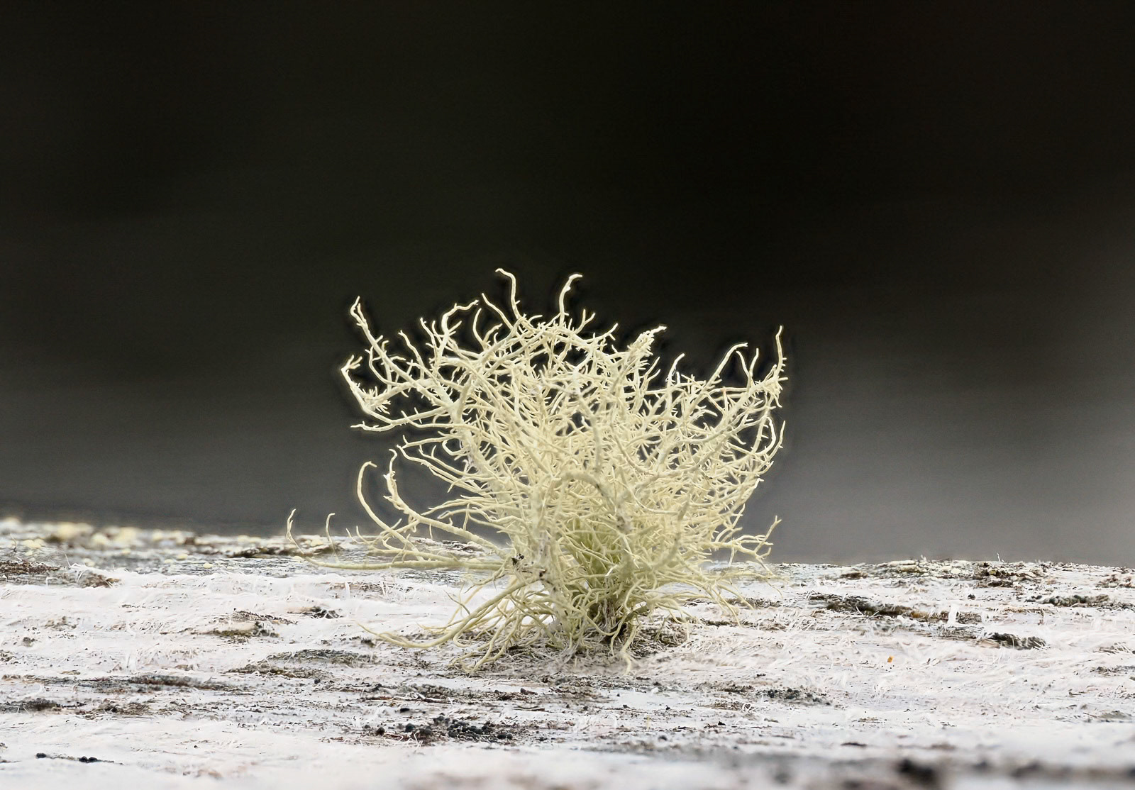 Lichen growing on wood