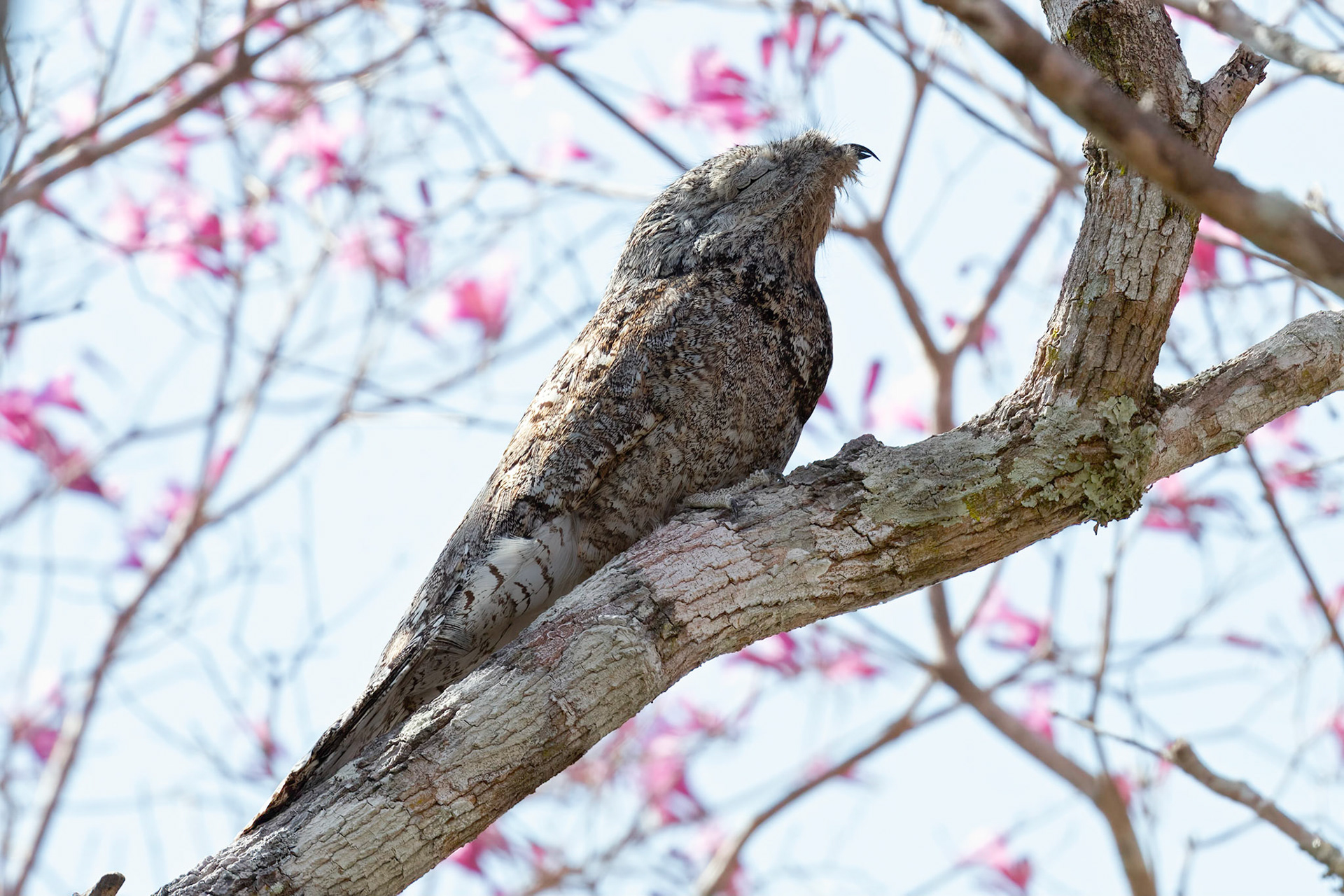 Great Potoo