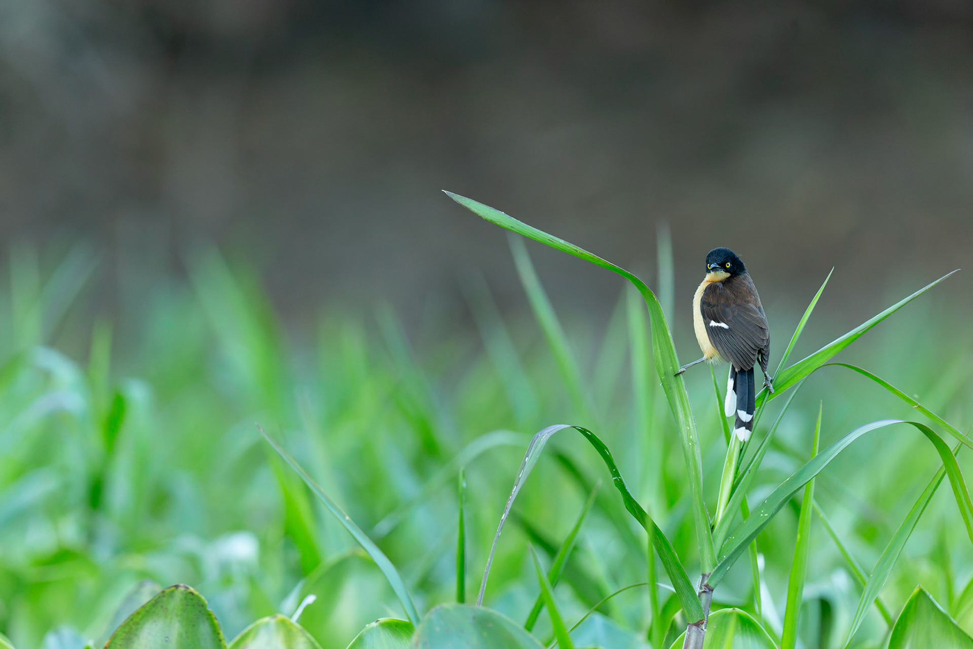 Black Capped Donacobius