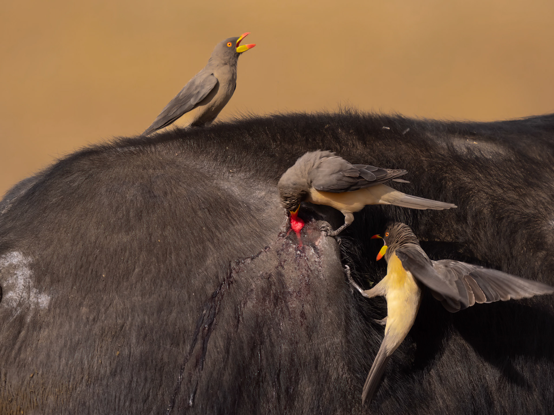 Yellow-billed Oxpeckers on Buffalo