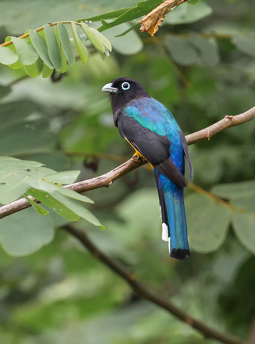 Black-headed Trogon