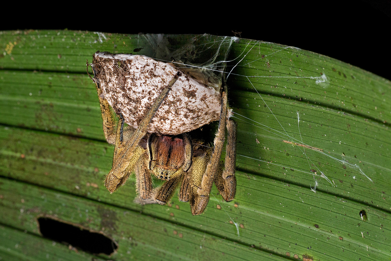 Brazilian Wandering Spider with egg sac