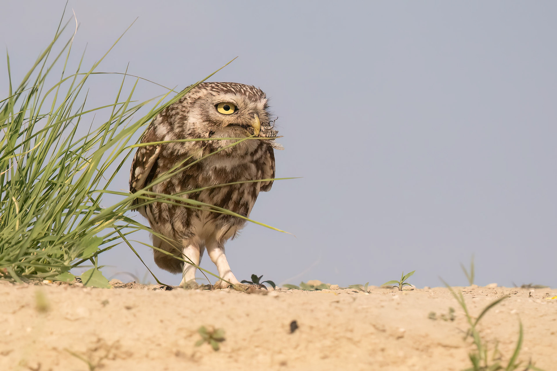 Little Owl with prey