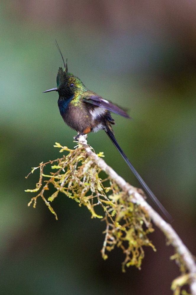 Wire Crested Thorntail