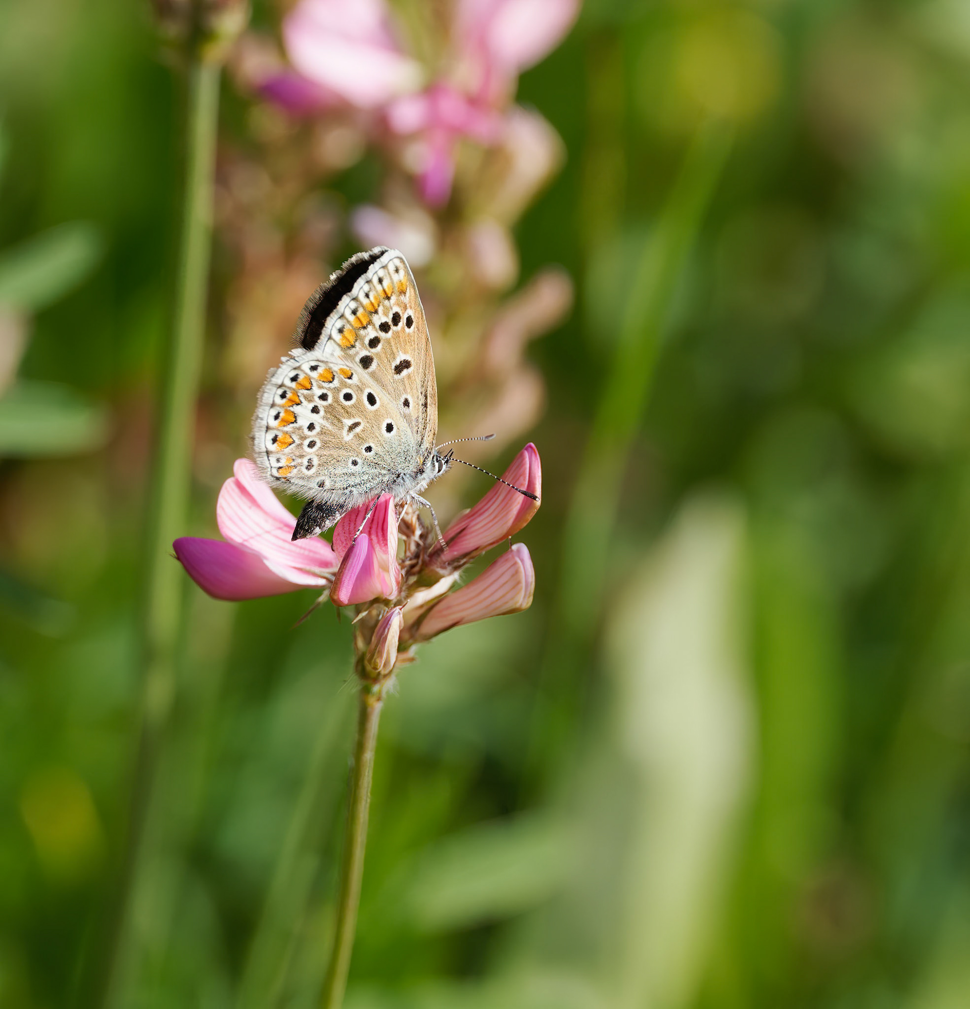 Common Blue  on Sainfoinl