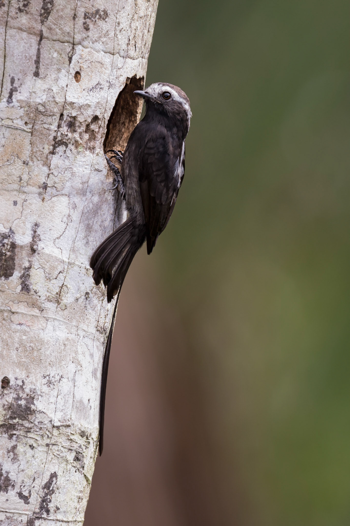 Long-tailed Tyrant at nest hole