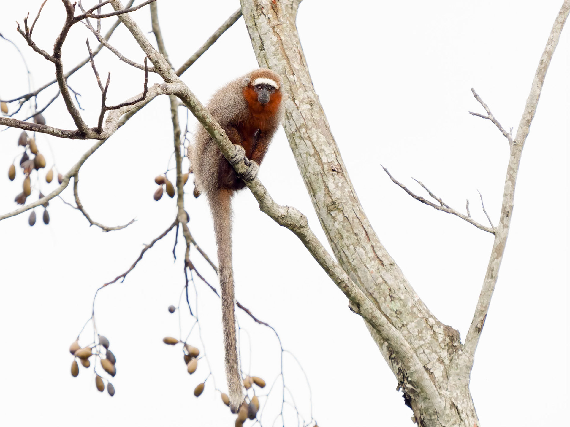 Ornate Titi monkey