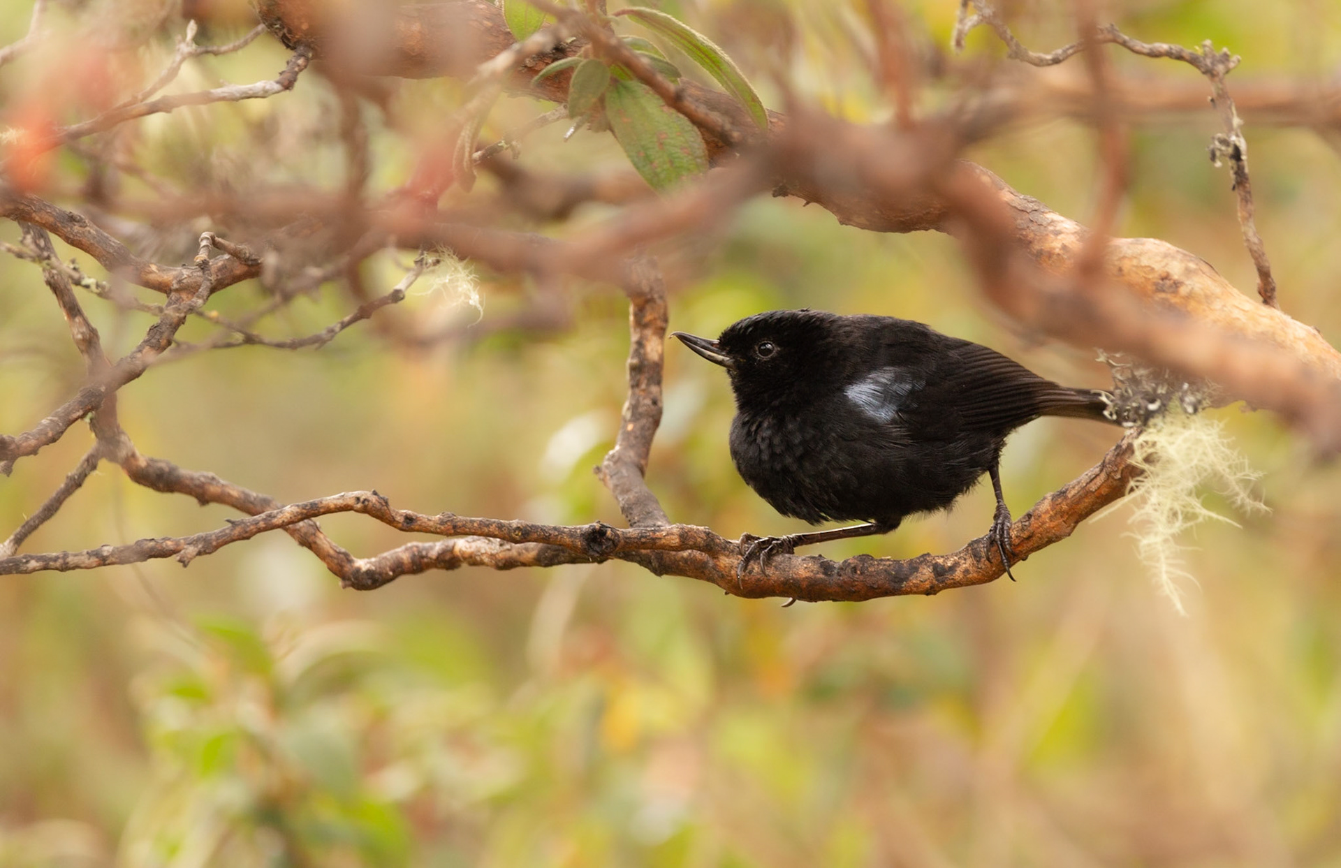 Glossy Flowerpiercer