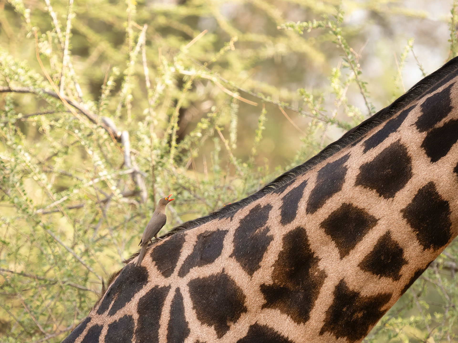 Red -billed Oxpecker on giraffe