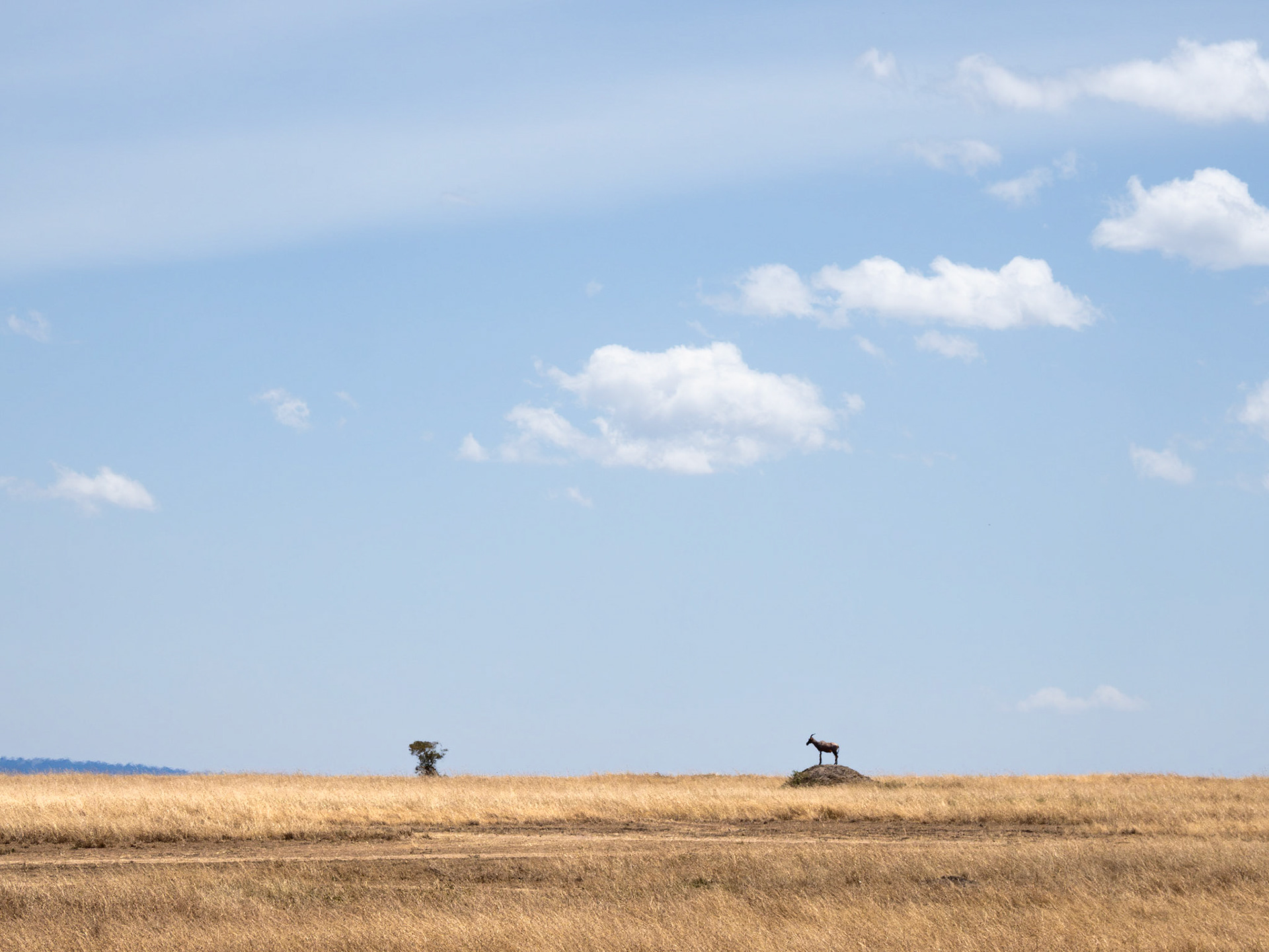 A favourite position for a Topi