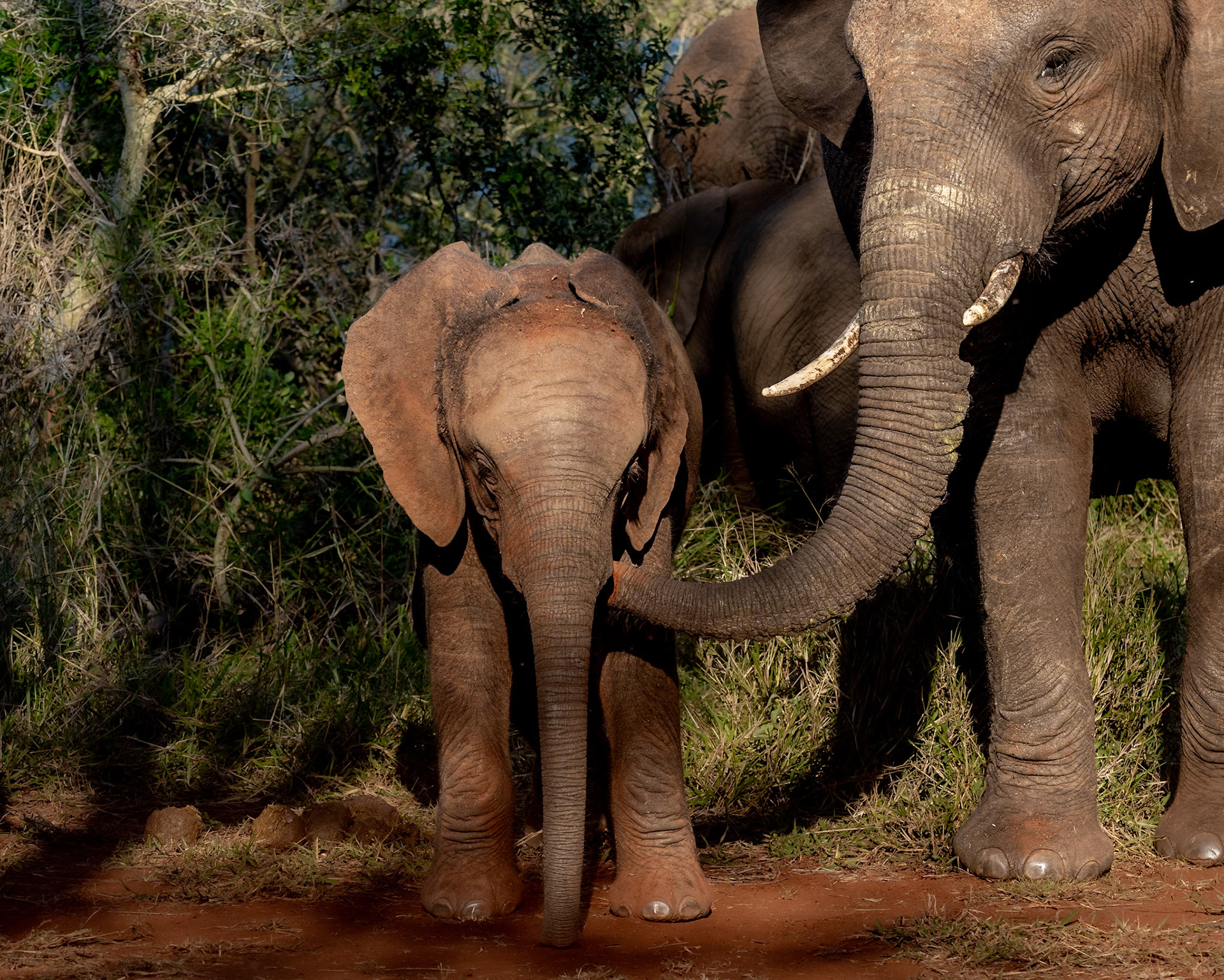 Young Elephant with mother