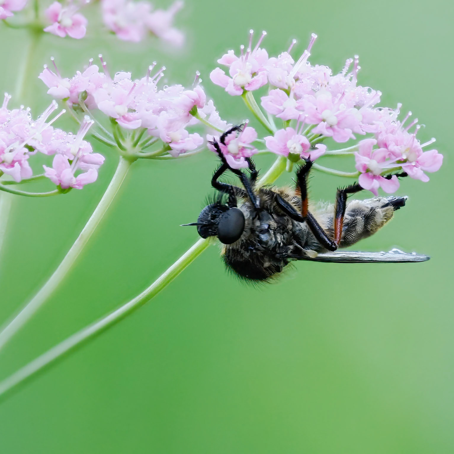 Slender Footed Robber Fly