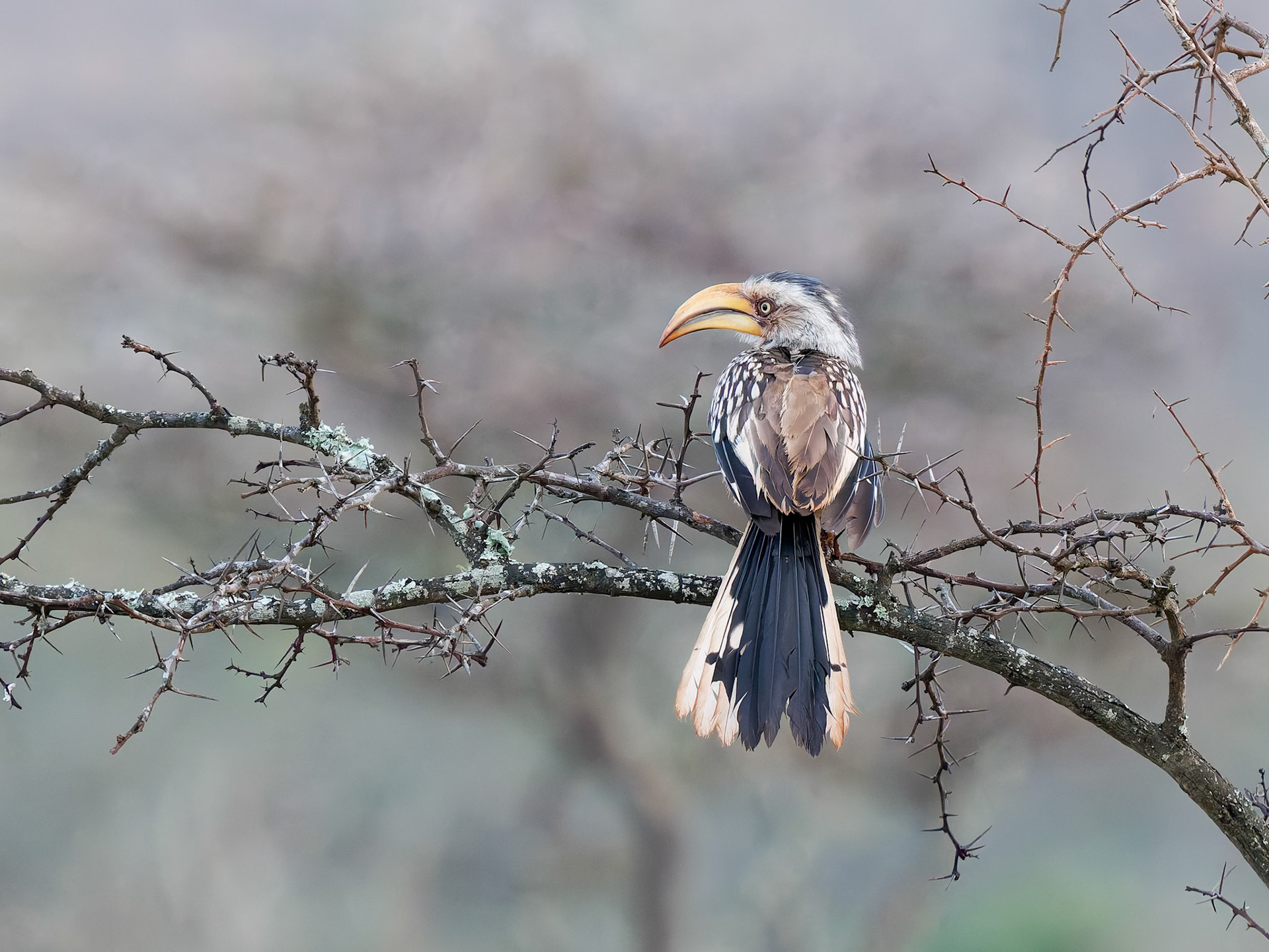 Yellow billed Hornbill