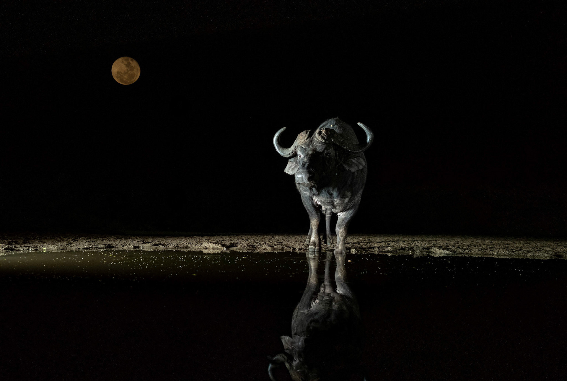 Cape Buffalo at night at waterhole