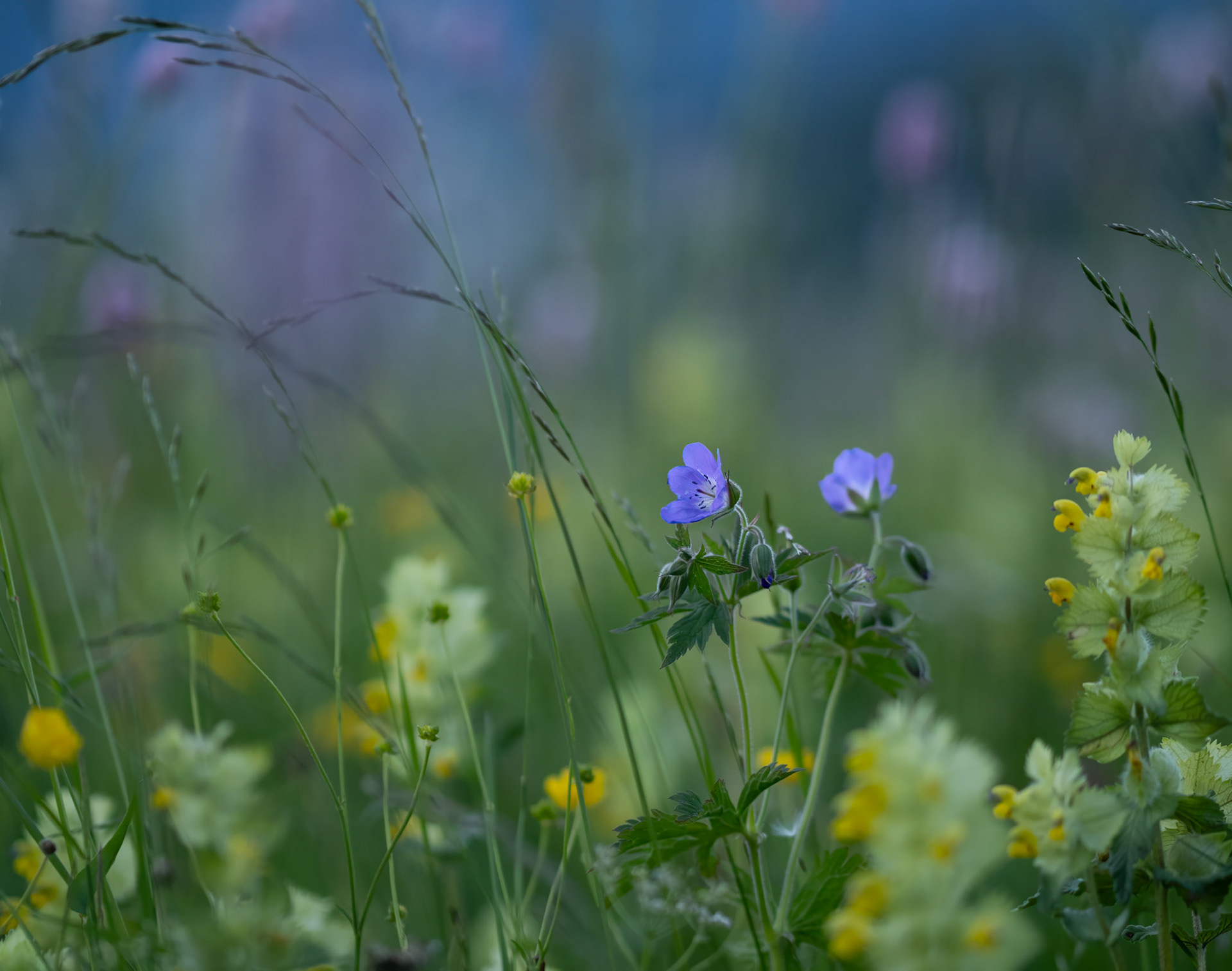 Wood Crane's-bill