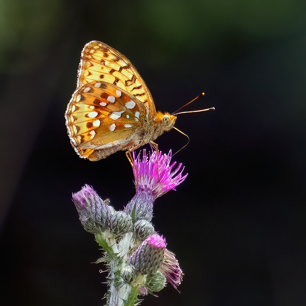 Silver washed Fritillary