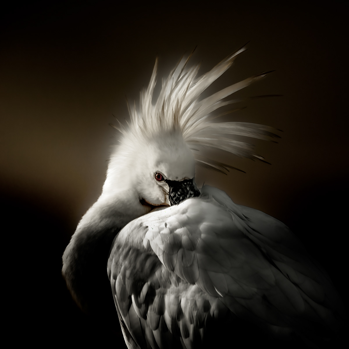 Spoonbill