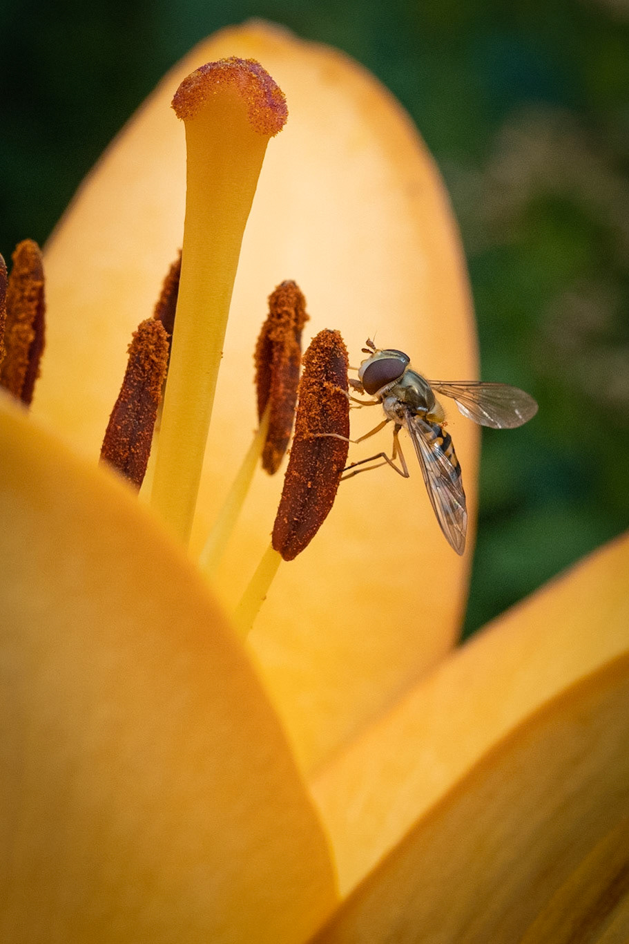 Hoverfly