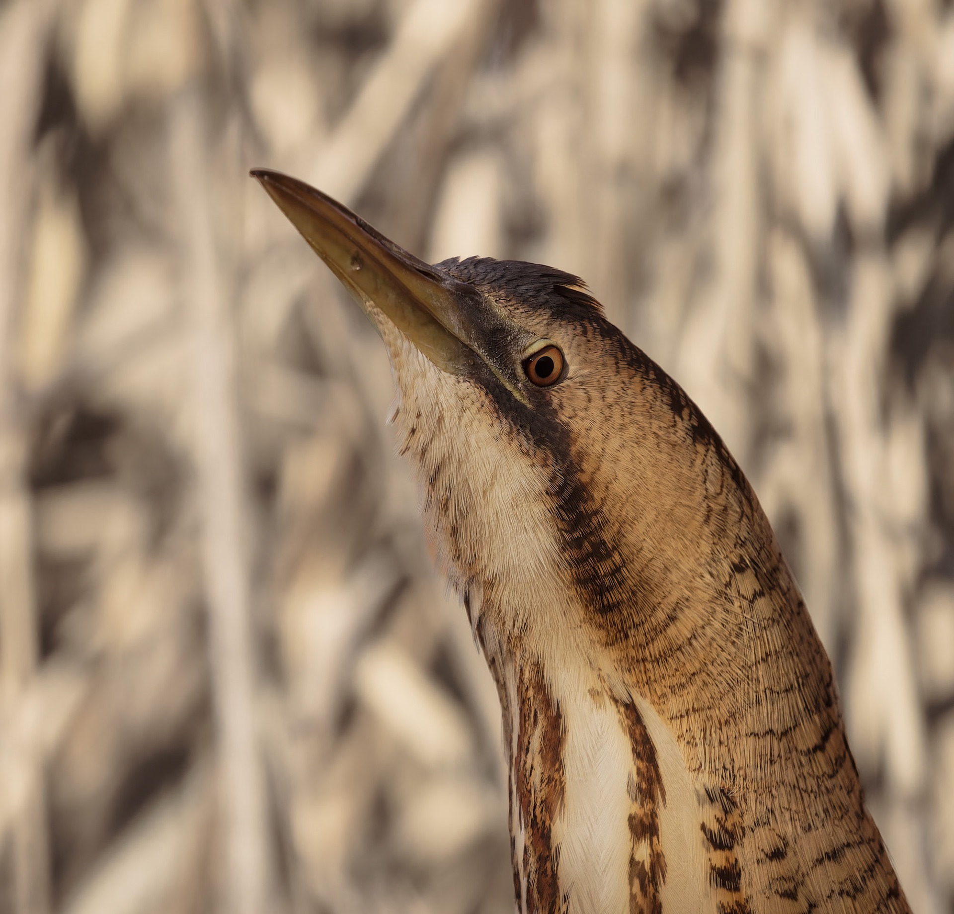 Great Bittern