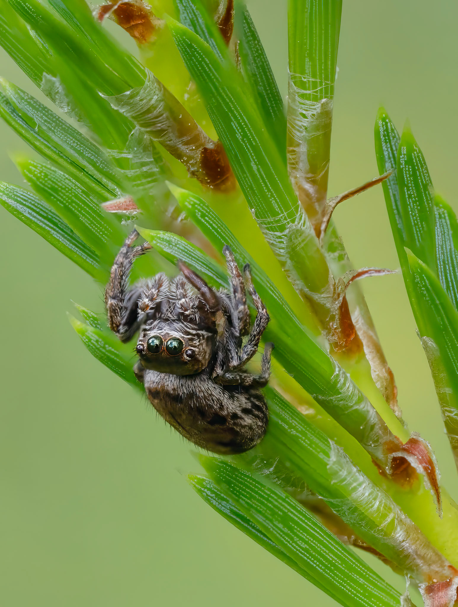 Jumping spider
