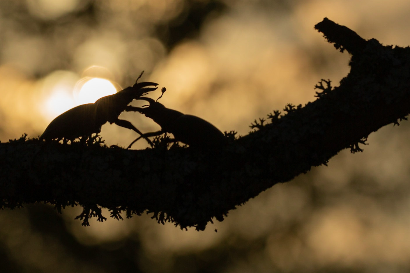 Stag Beetles