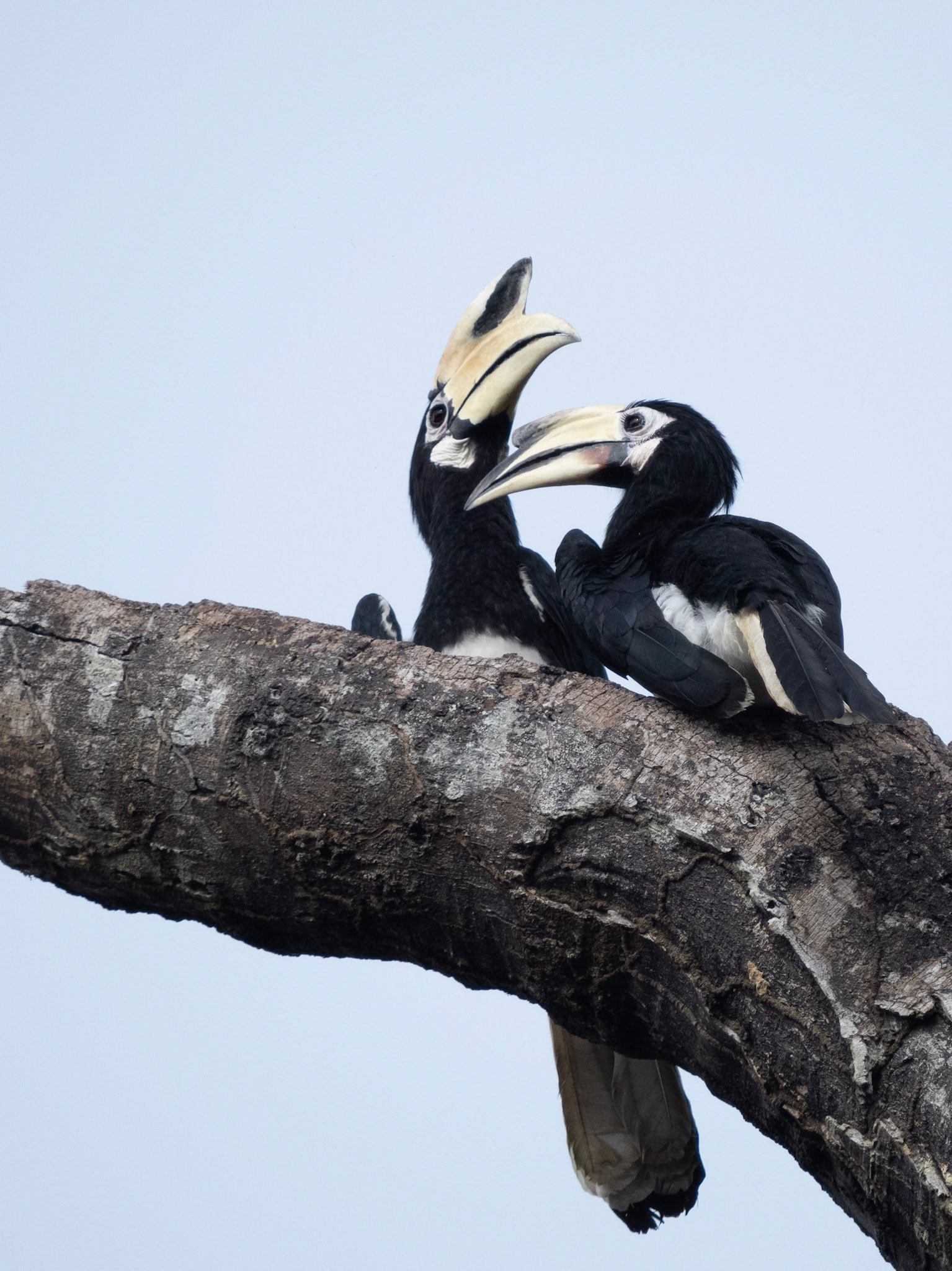 Male and female Oriental Pied Hornbills