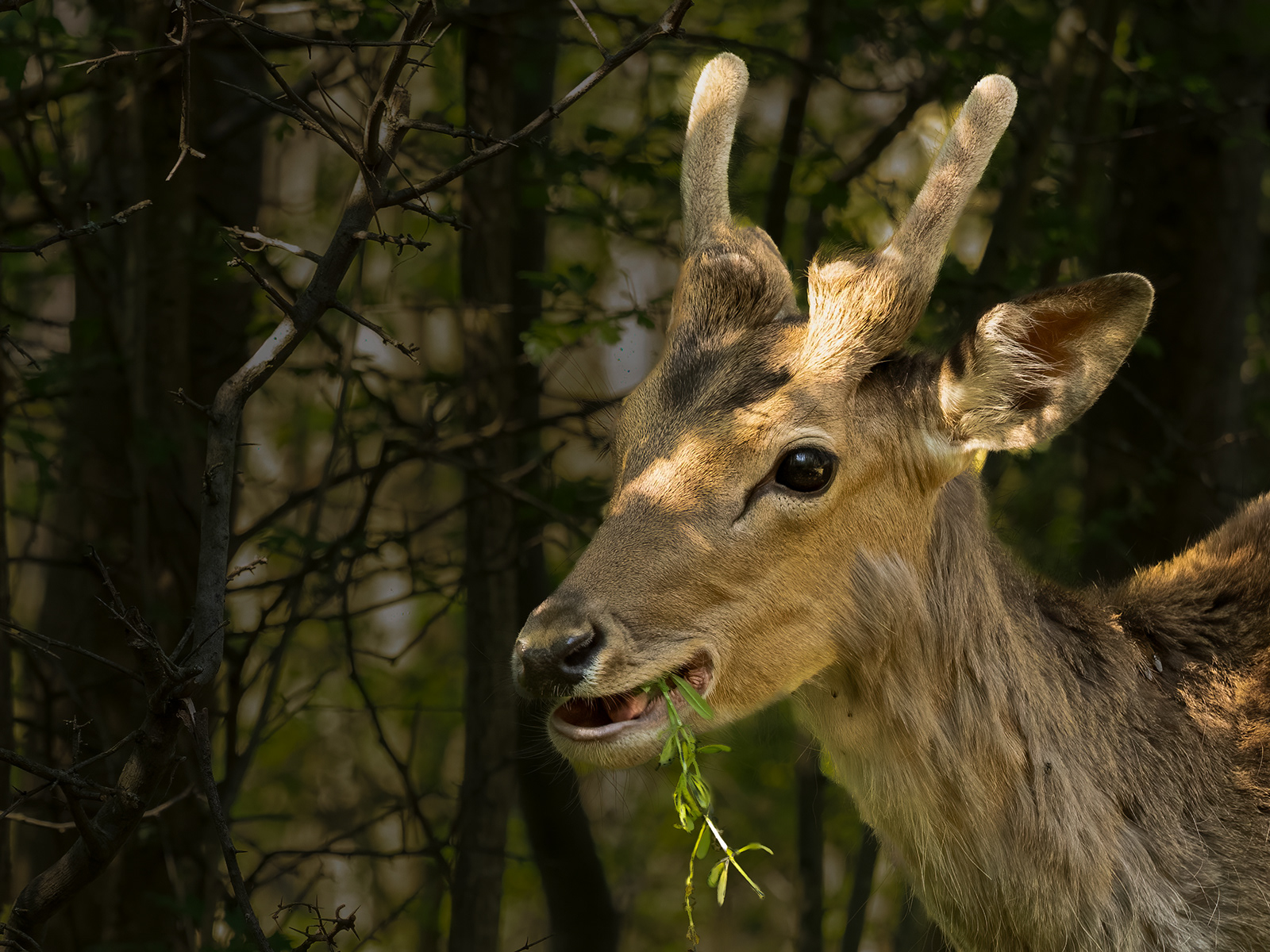 Roe Deer