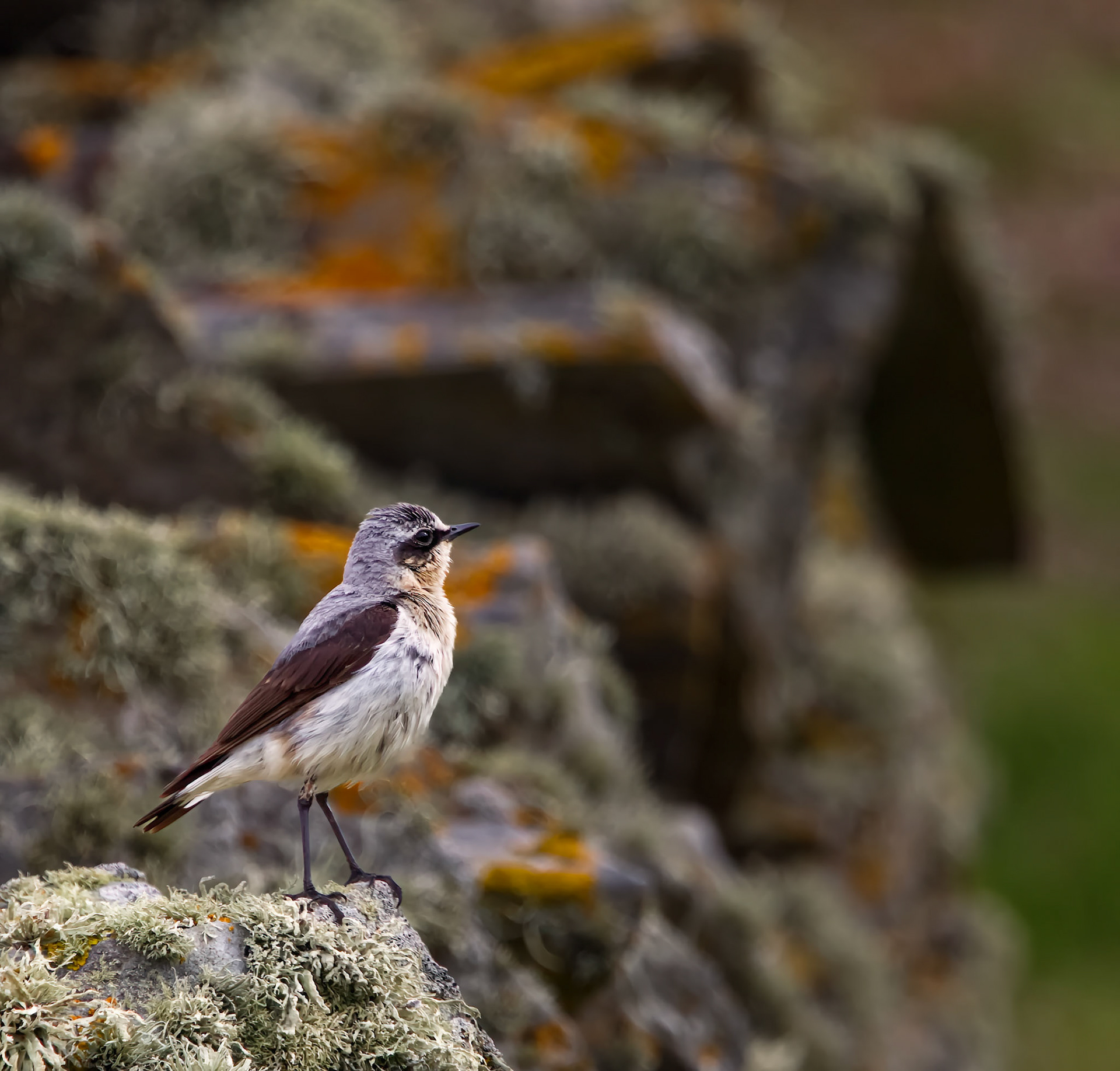 Wheatear