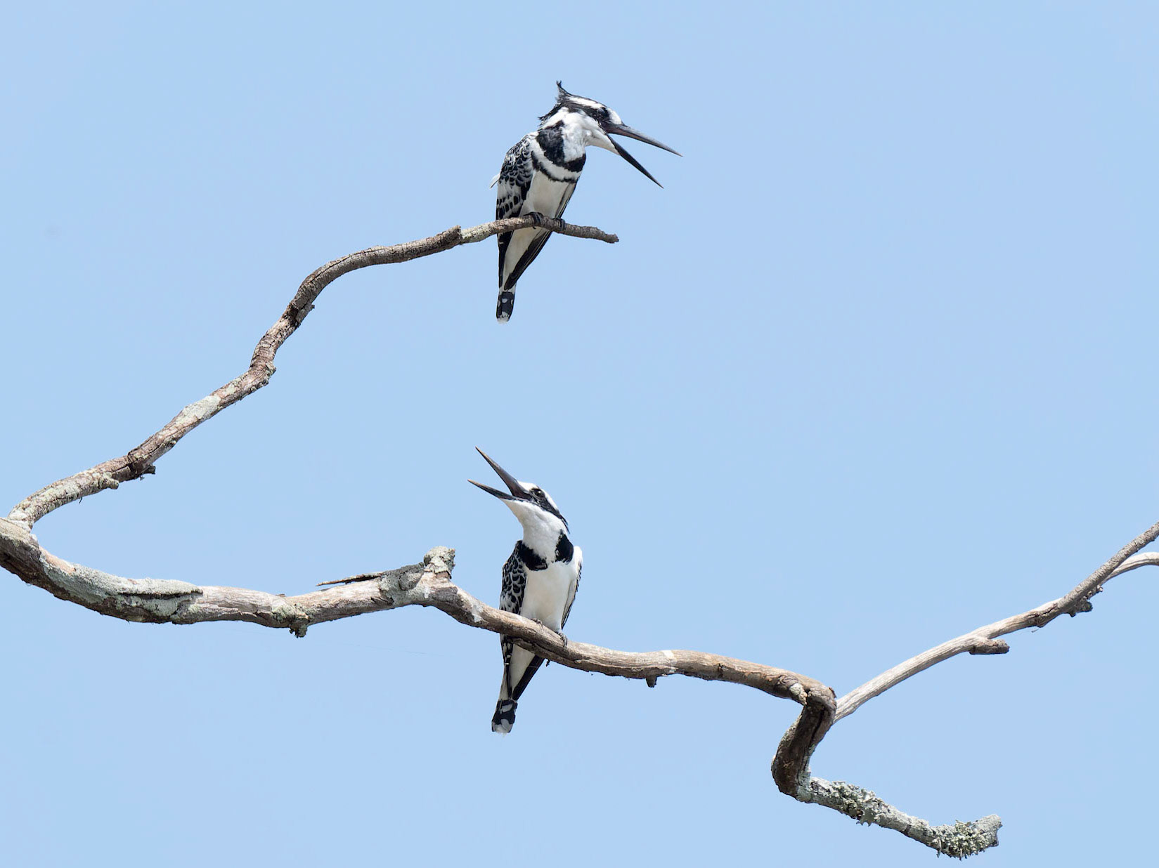 Pied Kingfishers