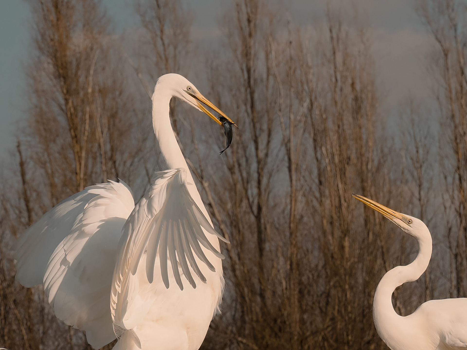 Great Egrets