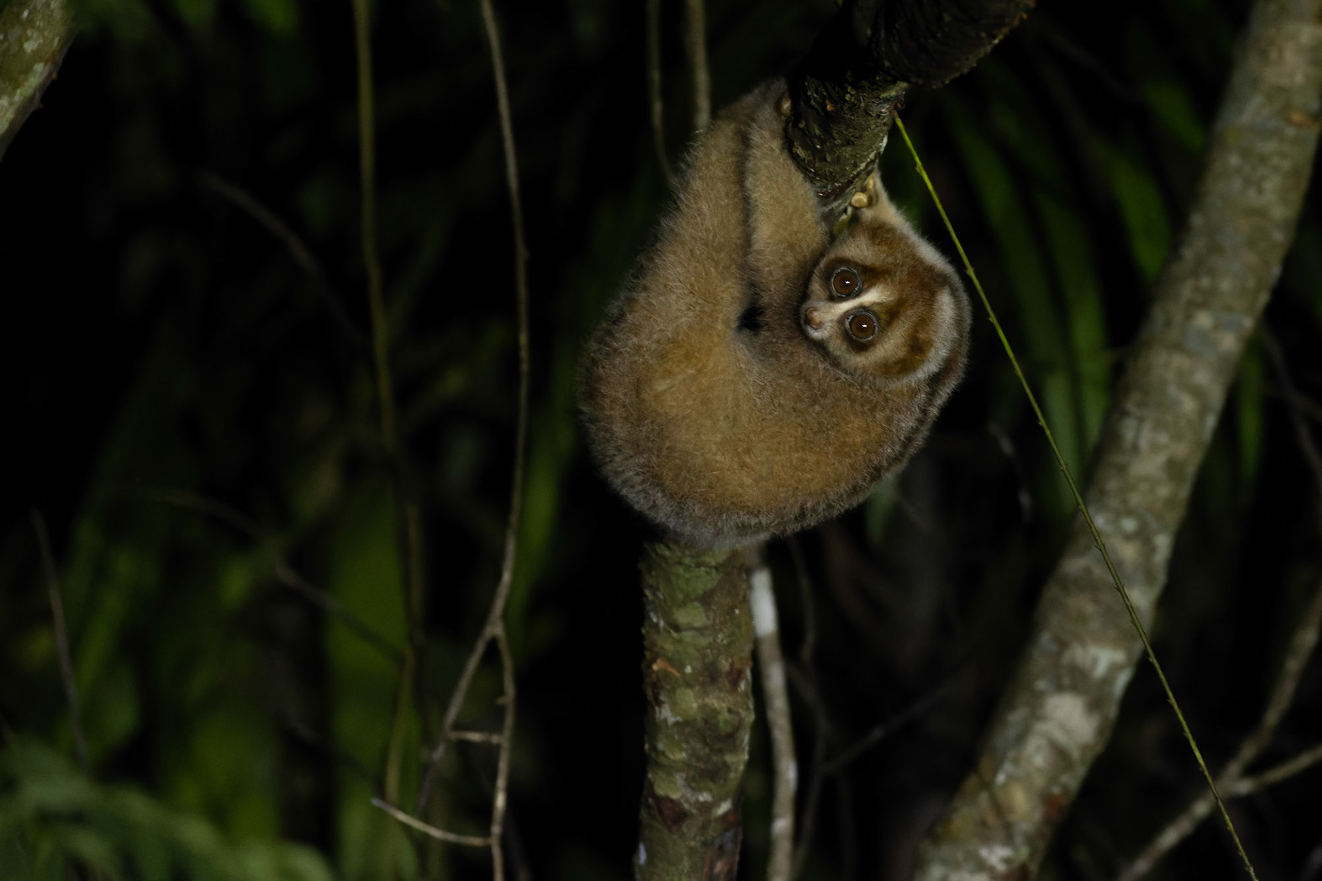 Philippine Slow Loris (Nycticebus menagensis)