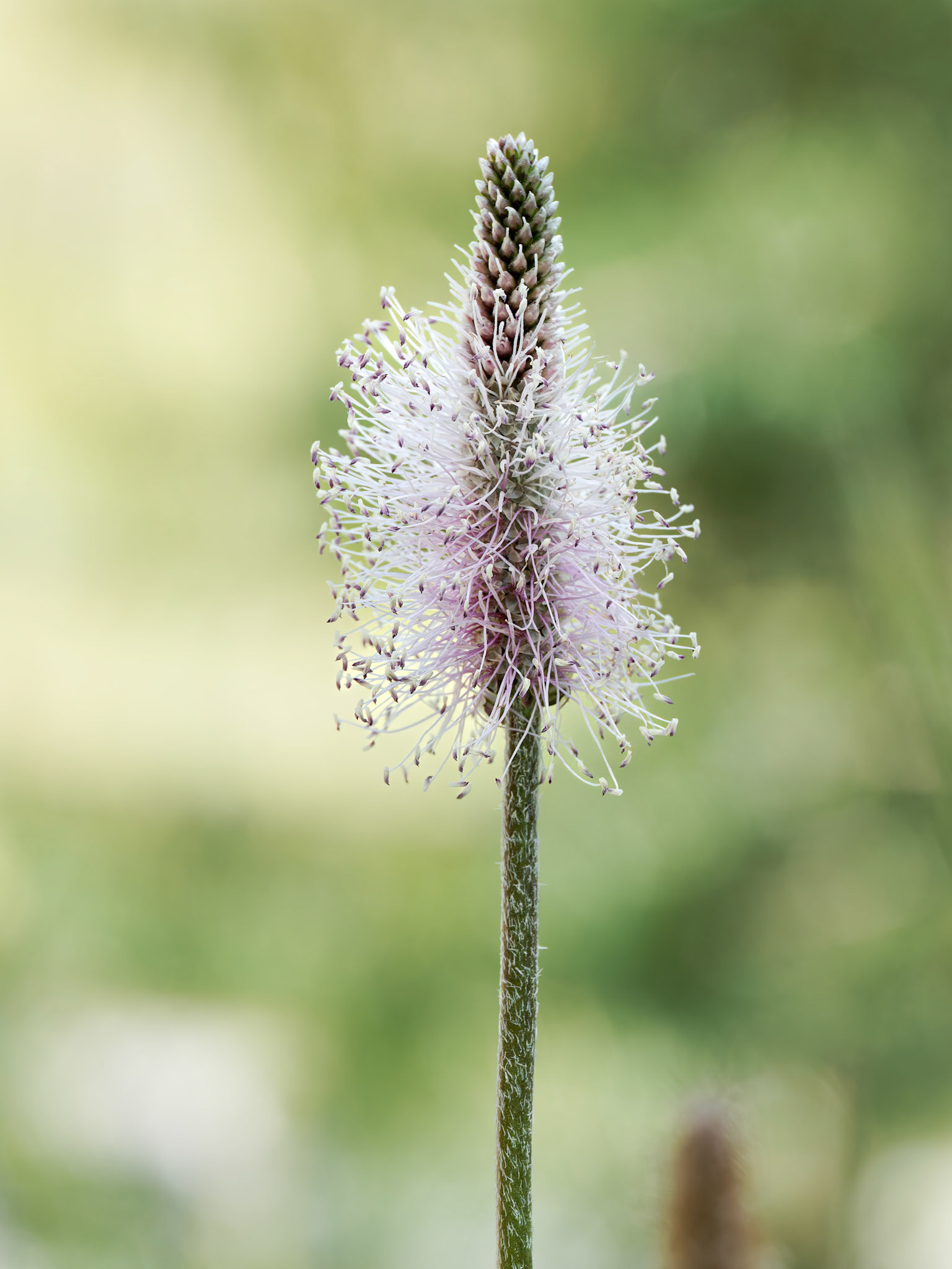 Hoary Plantain