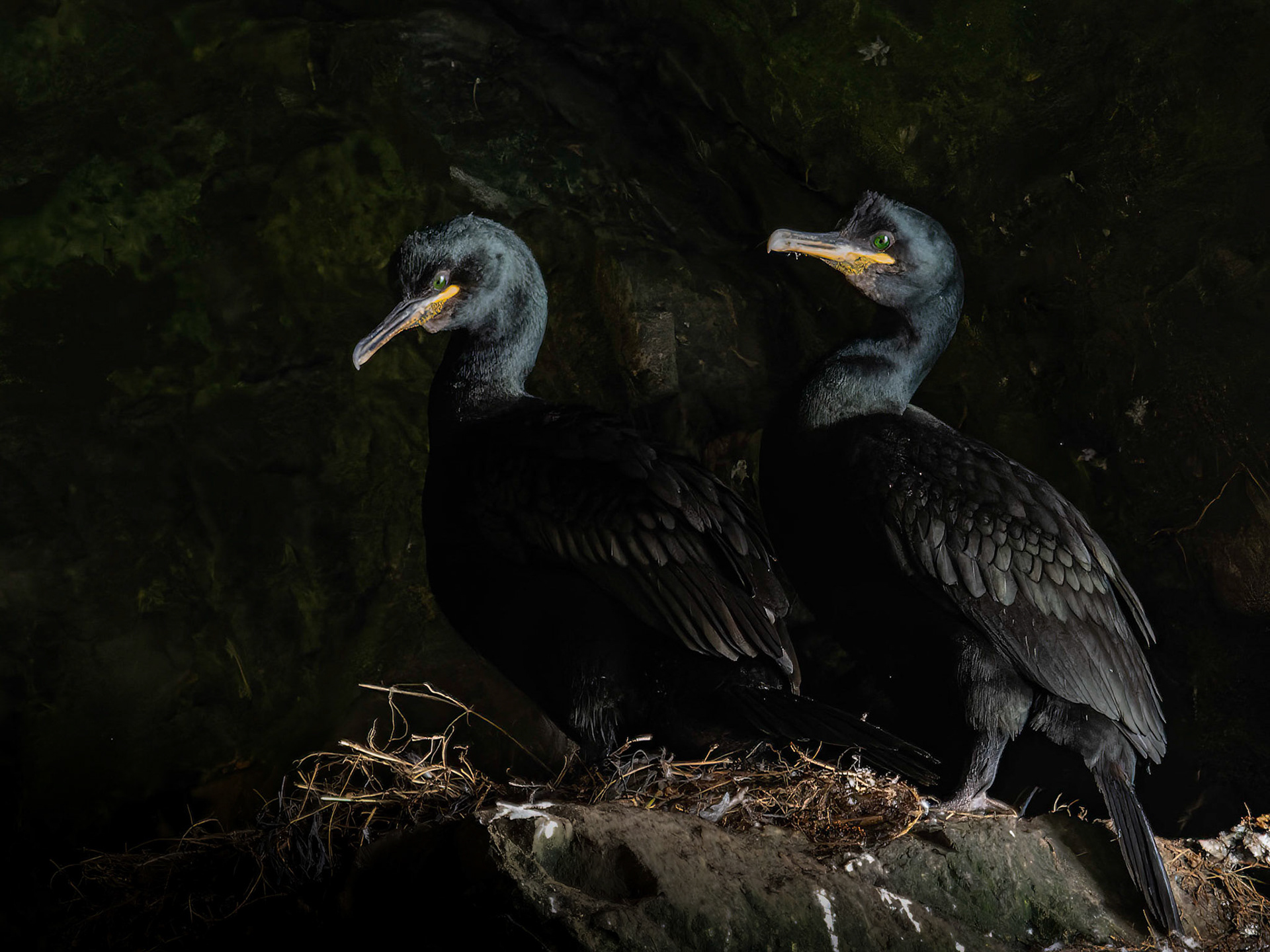 Cormorants in Cave