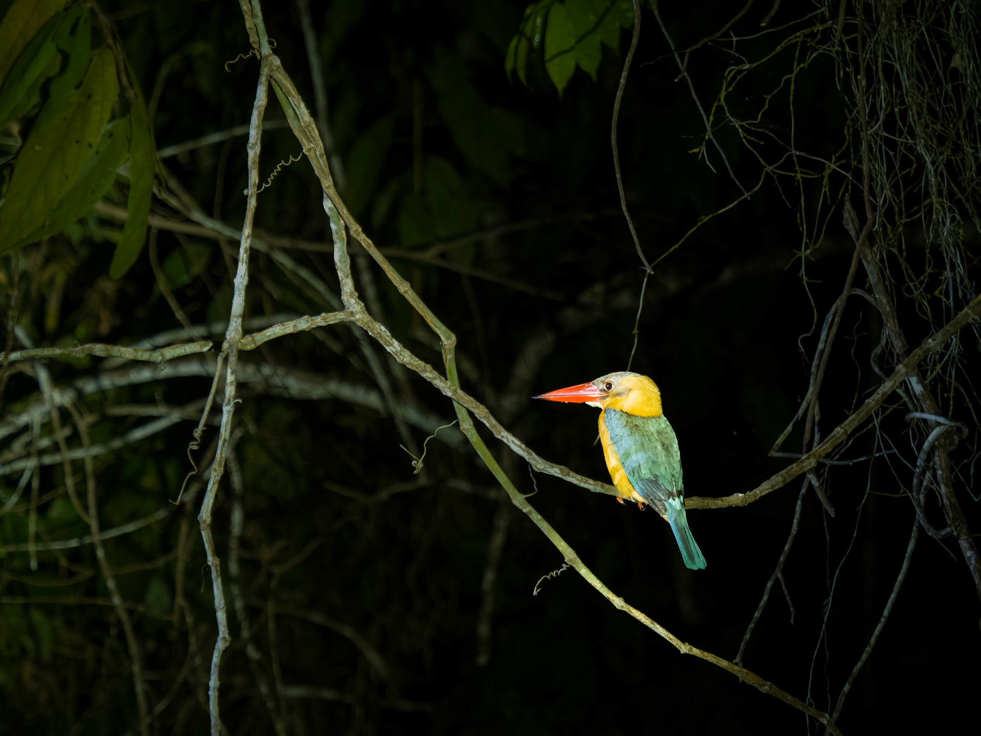 Stork Billed Kingfisher