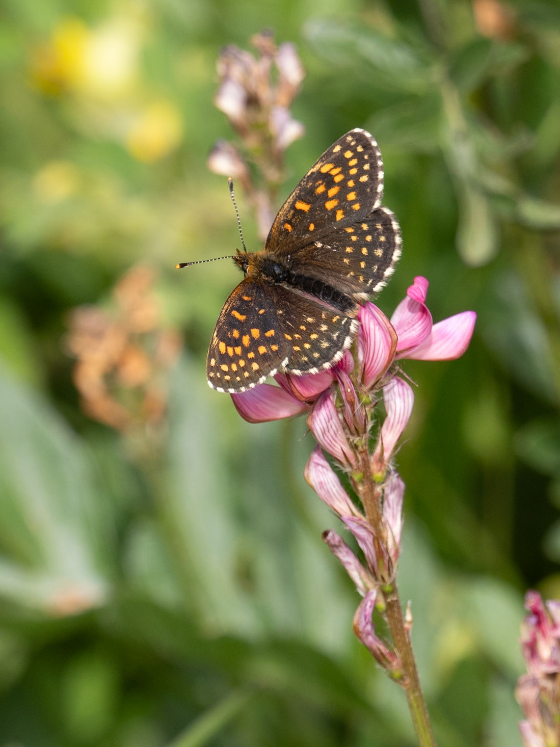 Fritillary on Sainfoin