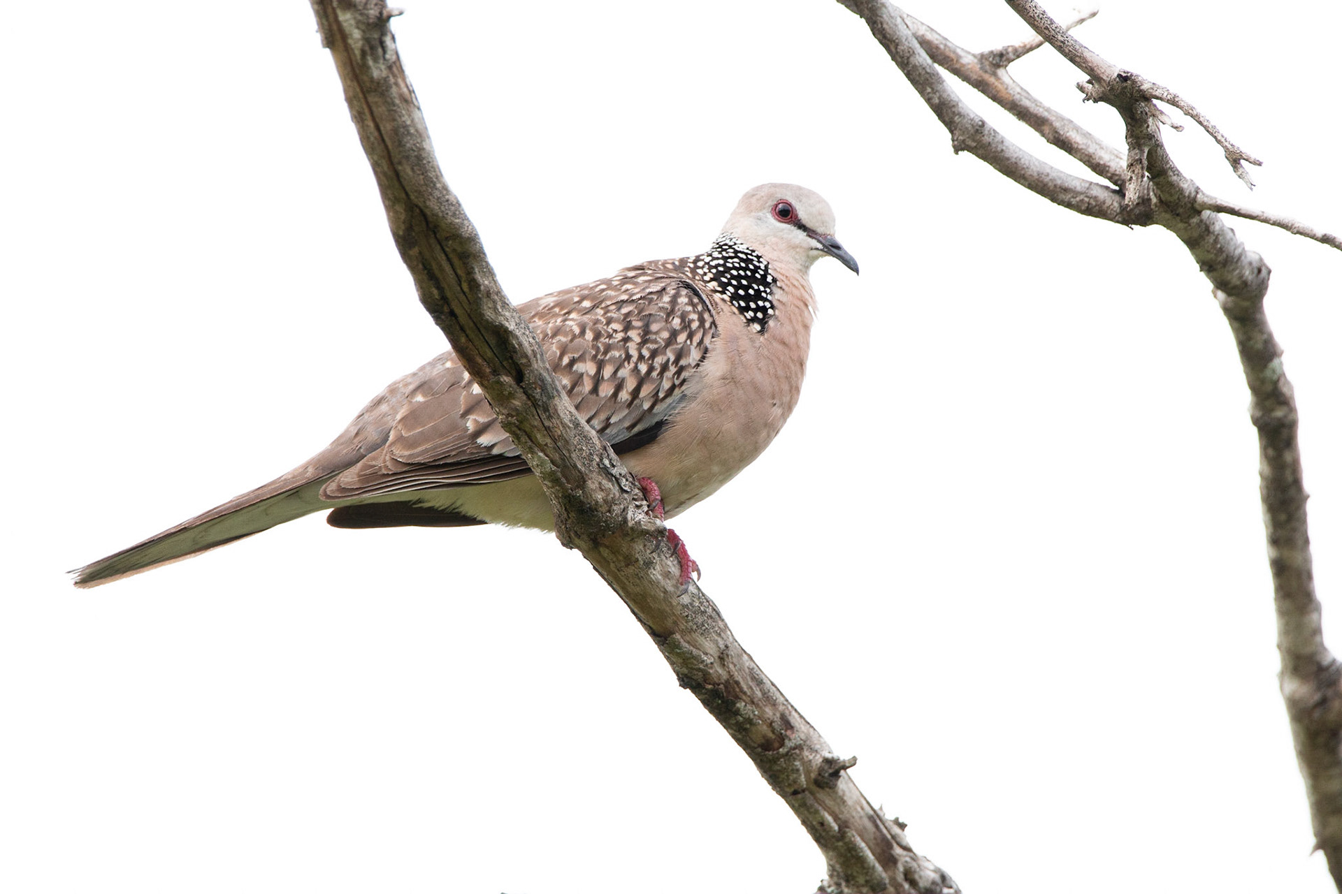 Spotted Dove
