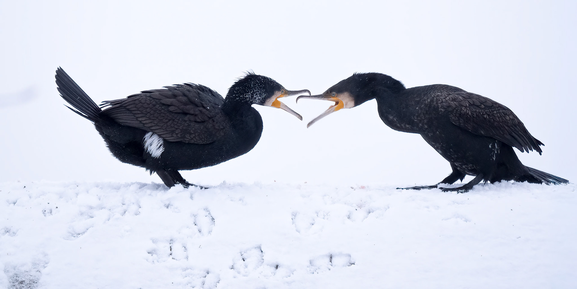 Cormorants in the snow
