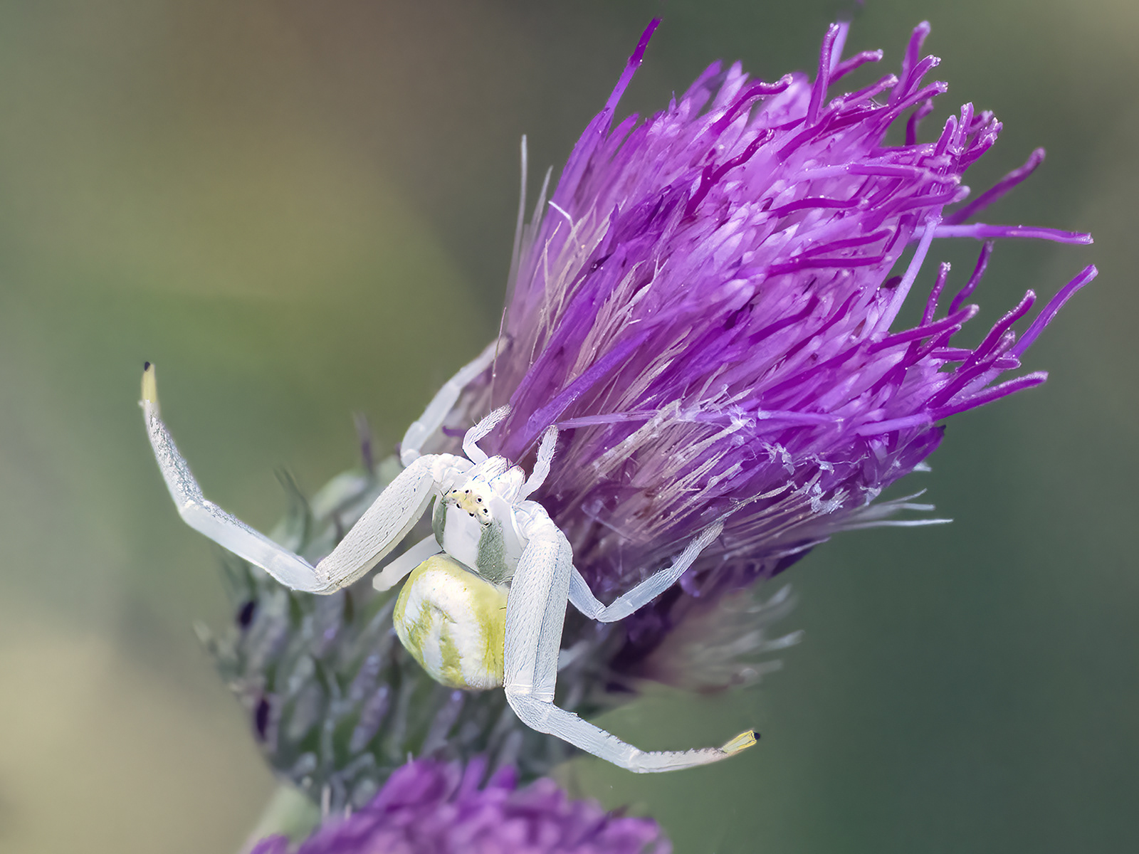 Crab Spider