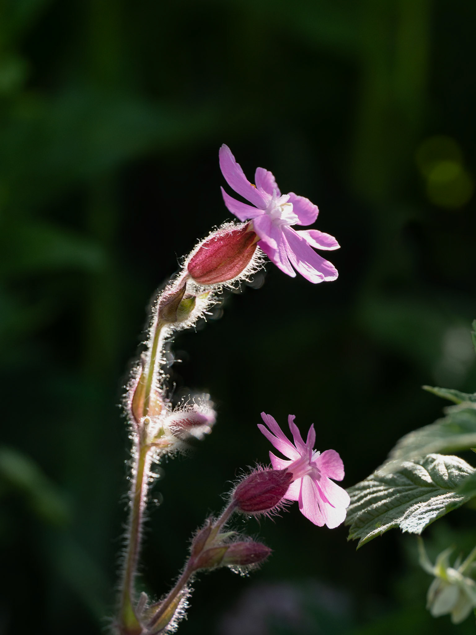 Bladder Campion