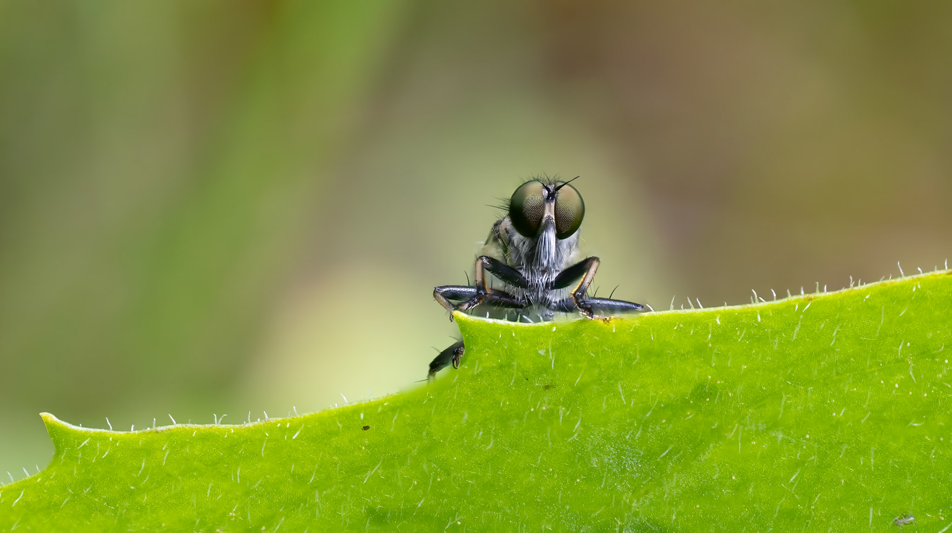 Robber Fly