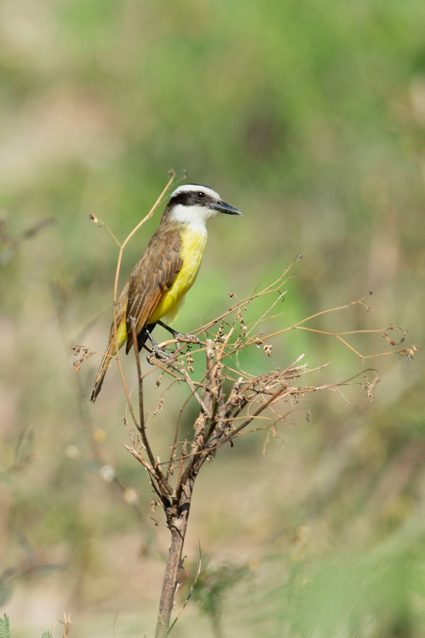 Great Kiskadee