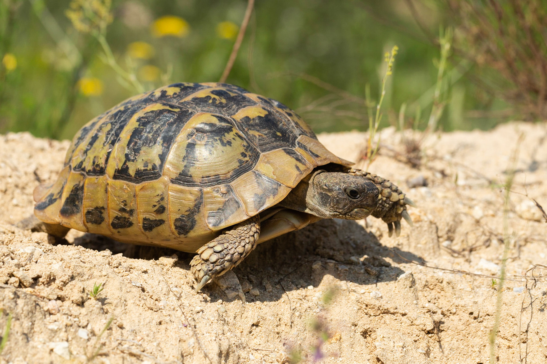 Tortoise