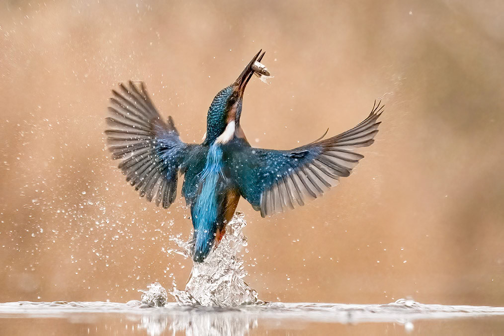 Common Kingfisher