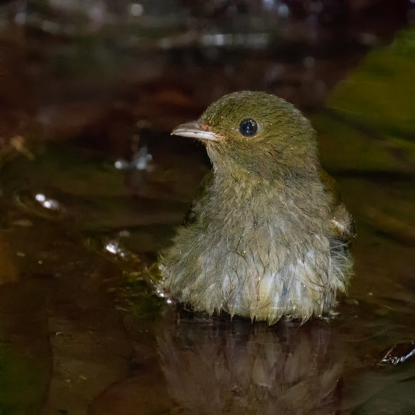 Female Red-capped Manakin bathing as light fails