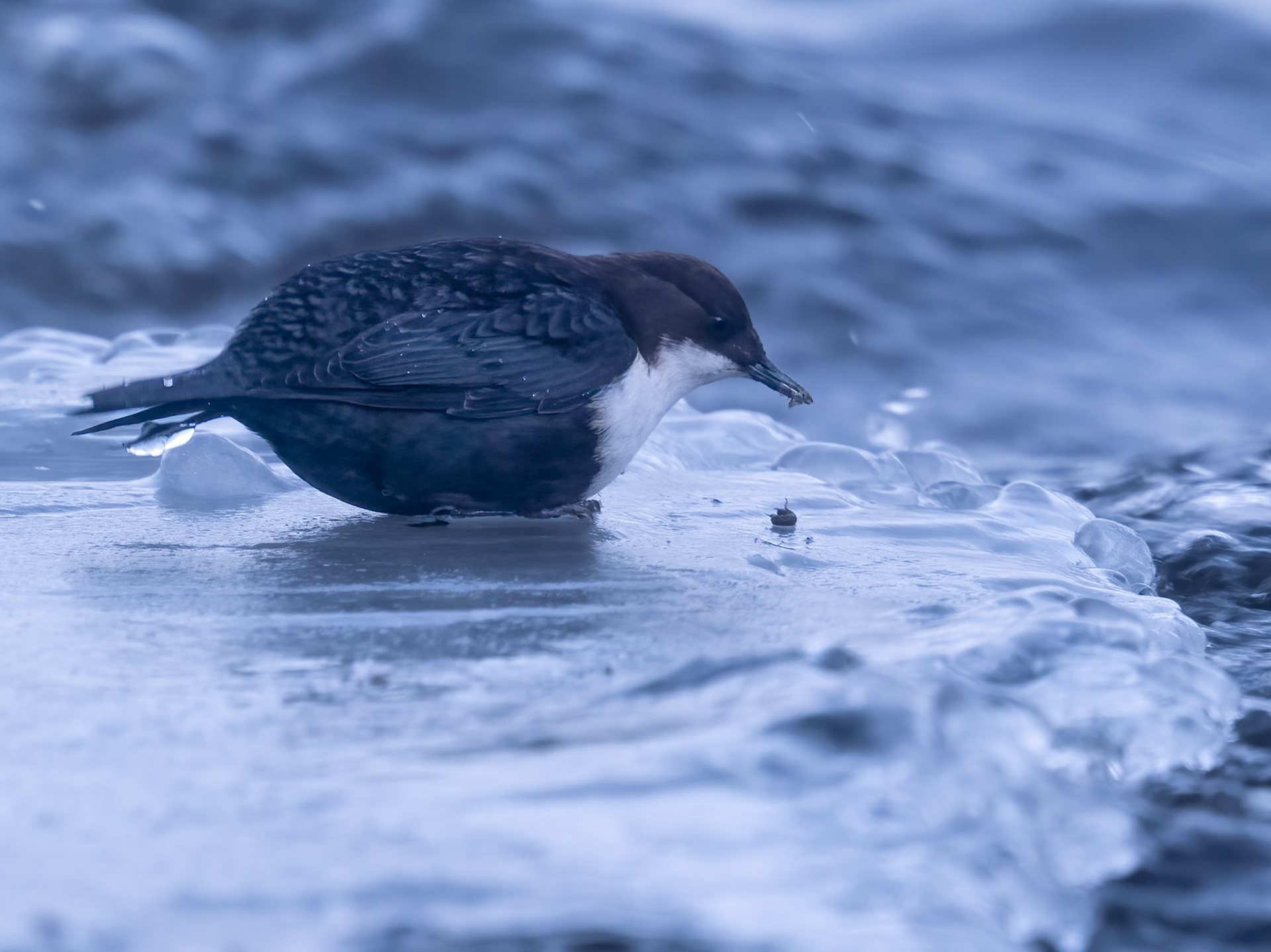 White Throated Dipper 