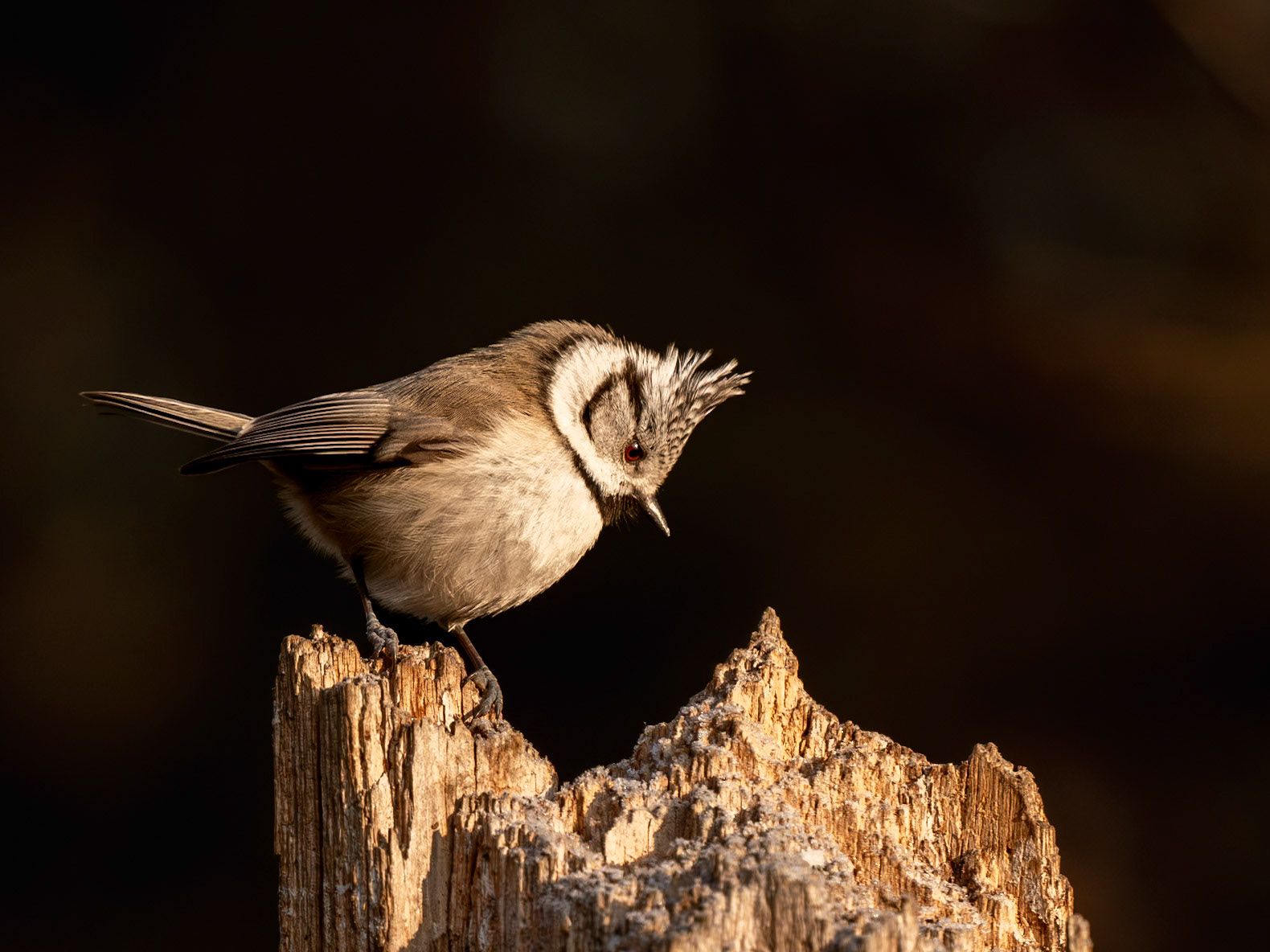 Crested Tit
