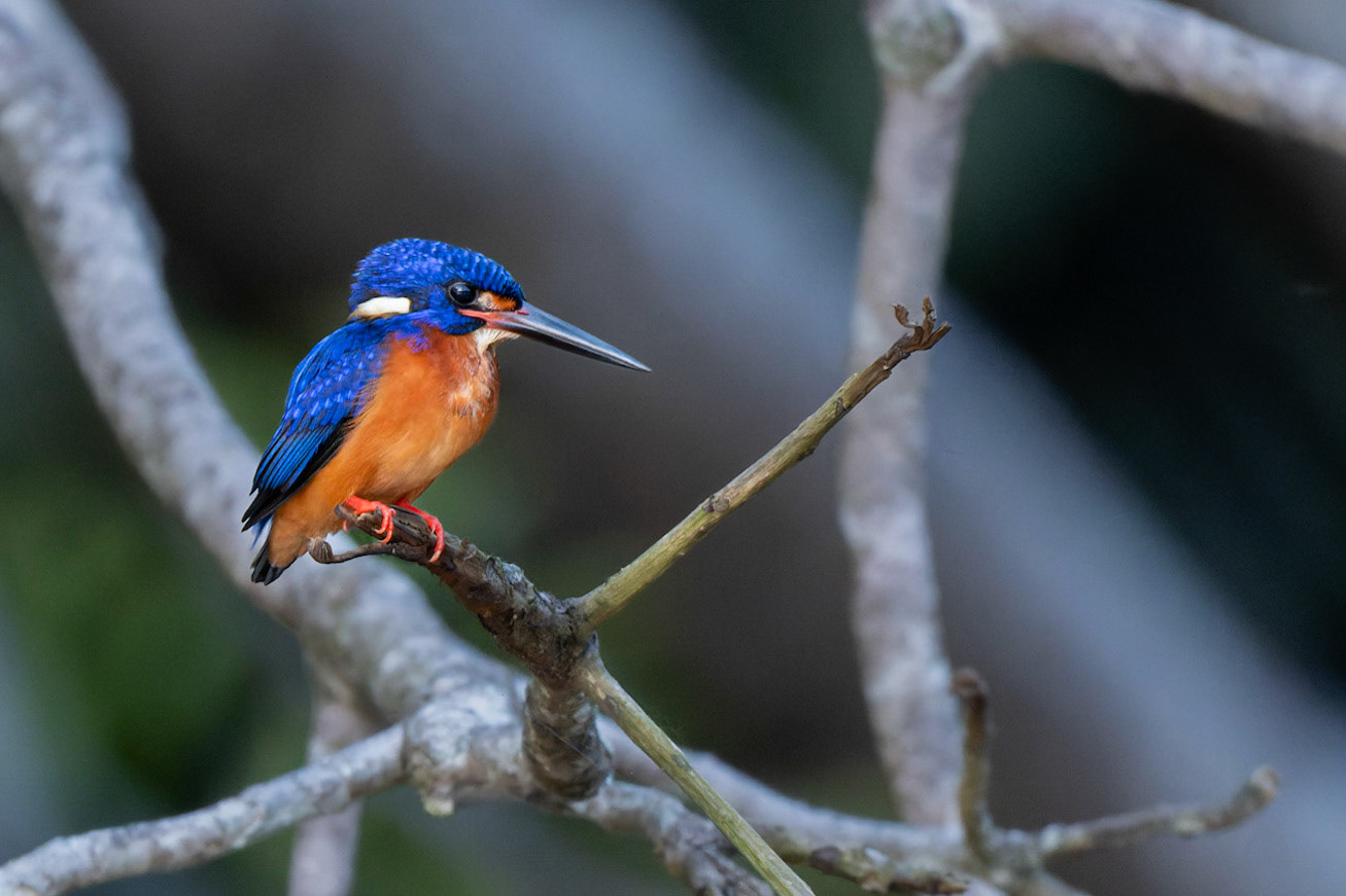 Blue eared Kingfisher